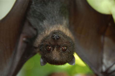 Mariana fruit bat | FWS.gov