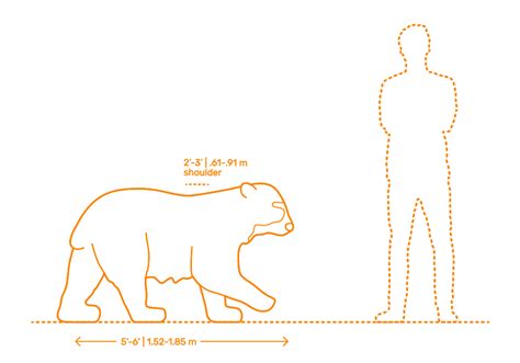 Spectacled Bear | Andean Bear (Tremarctos ornatus) Dimensions & Drawings | Dimensions.com