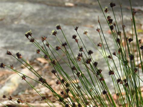 Wild grass flowers stock image. Image of natural, closeup - 79229721