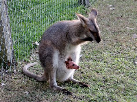 Wallaby with joey | Pics4Learning