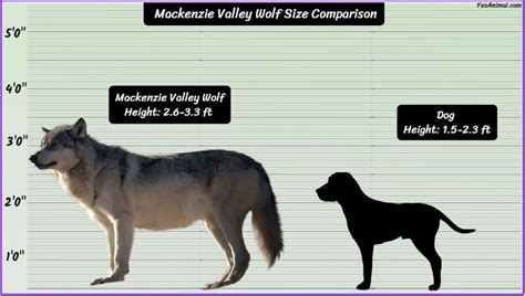 Mackenzie Valley Wolf Size: How Big Are They? Comparison