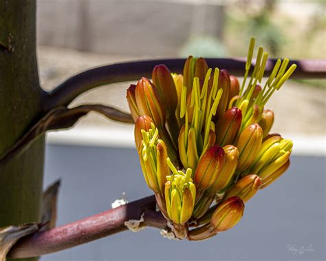 Agave parryi | Planting bulbs, Succulents, Plants