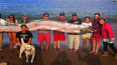 GIANT OARFISH SPOTTED IN MEXICO BEACH