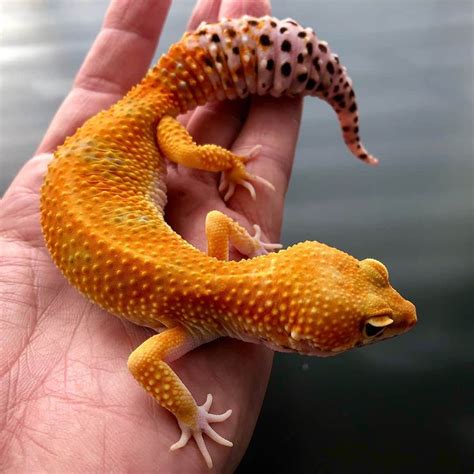 Tangerine leopard gecko | Tangerine leopard gecko, Leopard gecko ...