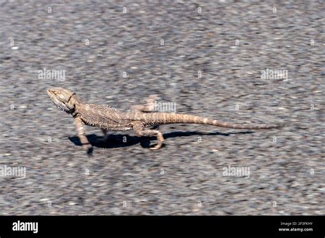 Bearded dragon running hi-res stock photography and images - Alamy