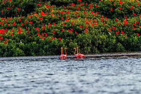 Nanan's Caroni Bird Sanctuary Tours - 2020 All You Need to Know BEFORE ...