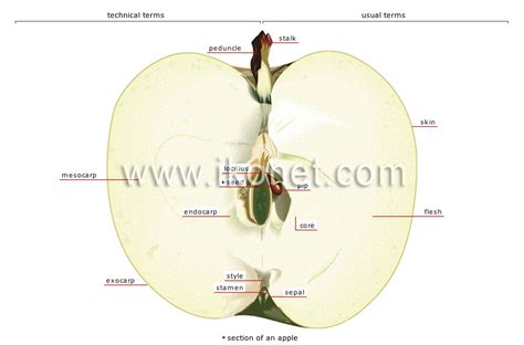 vegetable kingdom > fruits > pome fleshy fruit image - Visual Dictionary