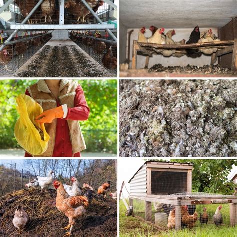 8 Tips for Composting Chicken Manure to Use in the Garden - DIY & Crafts