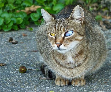 7 cat eye infection pictures You Should Consider in Biological Science Picture Directory ...