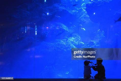 23 Tokyo Skytree Aquarium Stock Photos, High-Res Pictures, and Images ...