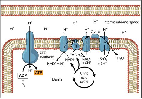 How many atps are produced total in cellular respiration. How many ATP ...