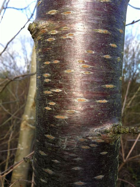 red bark tree uk - Filiberto Heller