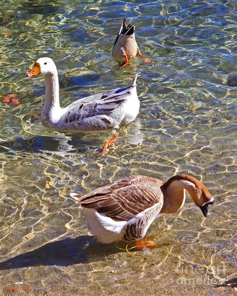 African And Pilgrim Geese Photograph by Kenny Bosak