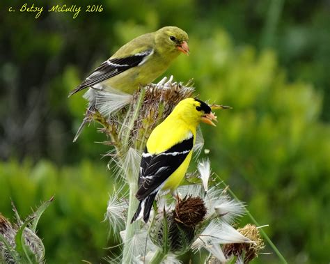 American Goldfinch Male And Female