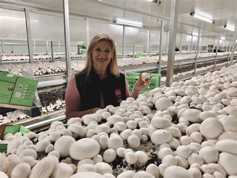 SA Mushrooms – Largest Privately Owned Mushroom Farm in SA - PickALocalPickSA