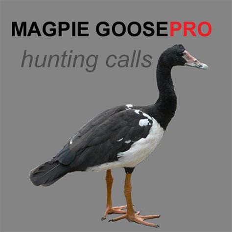 REAL Magpie Goose Calls - Hunting Calls for Magpie Geese -- (ad free ...