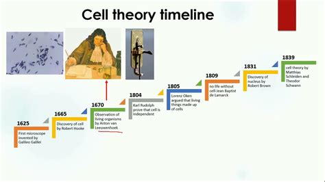 Cell Theory Timeline | Biology - YouTube