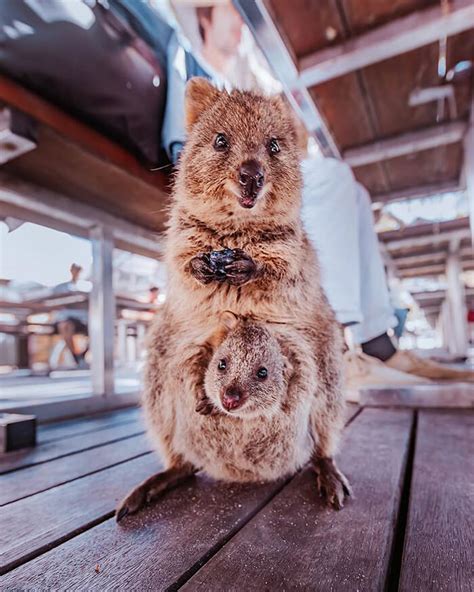 Quokka: Probably the Happiest Animal In the World - Design Swan