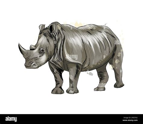 Rhinoceros from a splash of watercolor, colored drawing, realistic. Vector illustration of ...