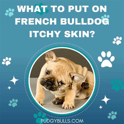 What to Put on French Bulldog Itchy Skin? Frenchie’s Skin Allergies