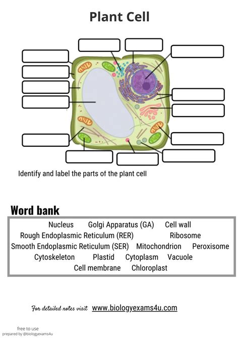 Worksheet and Quiz on Plant Cell Structure and Function | Plant cell structure, Plant cell ...