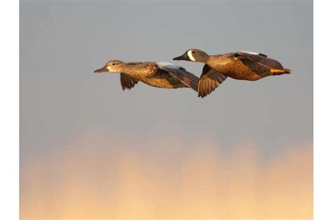 Early-nesting ducks at increased risk due to changes in climate, land use