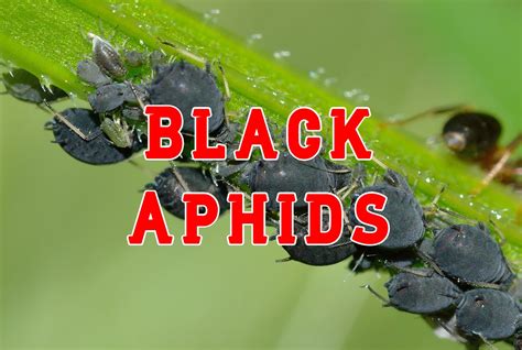 13 Types of Black Aphids (& How to Get Rid of Them)