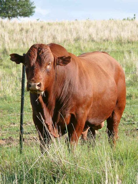 24 BONSMARA CATTLE SOUTH AFRICA ideas in 2021 | cattle, africa, dairy ...