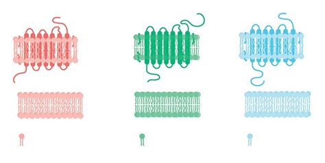 Function Of Phospholipids In Our Body And In Some Factors » 2024