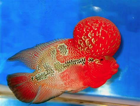 Types Of Flowerhorn Fish With Pictures | Best Flower Site