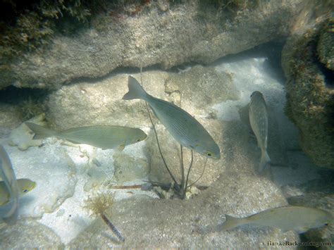 Dry Tortugas Snorkeling - HawkeBackpacking.com