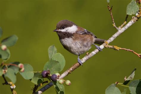 Chestnut-backed Chickadee | Chickadee, Animal photo, Chestnut