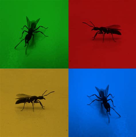 Ant Dance [gif] by emy-hobbies on DeviantArt