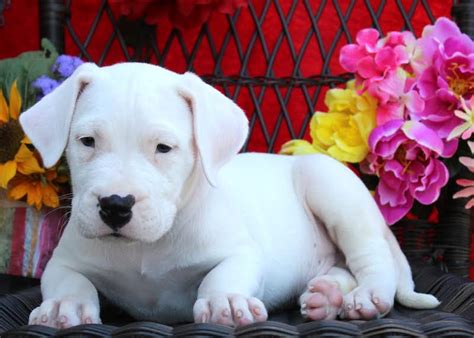 Dogo Argentino Puppies for Sale | Greenfield Puppies