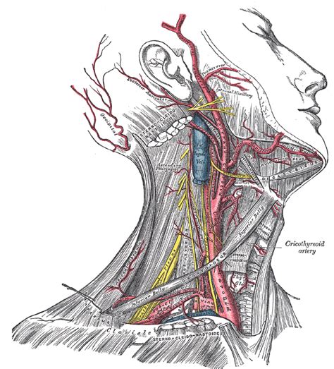 Head and neck anatomy - Wikipedia