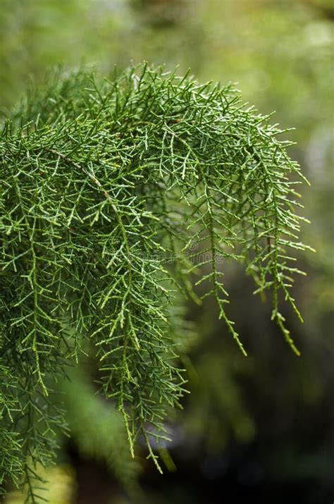 Huon Pine stock photo. Image of huon, tasmania, vegetation - 18903656