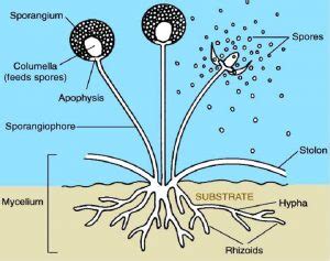 What is Kingdom Fungi? - Classification, Diagram, Function