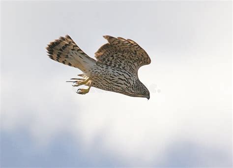 Juvenile Northern Goshawk stock photo. Image of raptor - 3300584