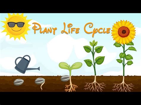 The Life Cycle Of Flowering Seed Plants | Best Flower Site