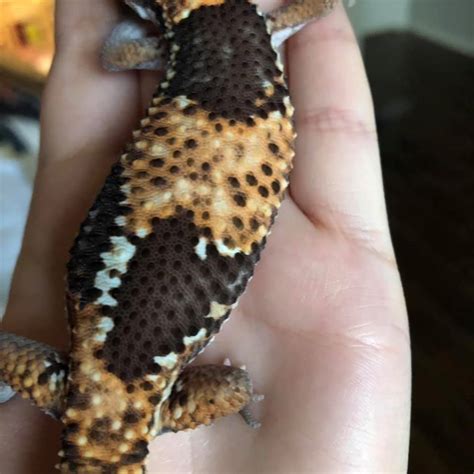 26 African Fat-Tailed Gecko Morphs & Colors (with Pictures)