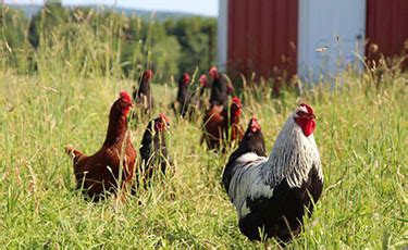 Pastured Chicken - Cairncrest Farm