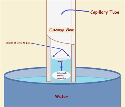 Capillary Action In Plants Diagram