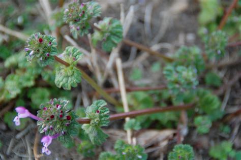 henbit | Cape St. Claire Garden Club