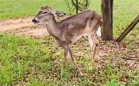 Wildlife officials hold meeting in Bonifay as state braces for more cases of deer disease ...