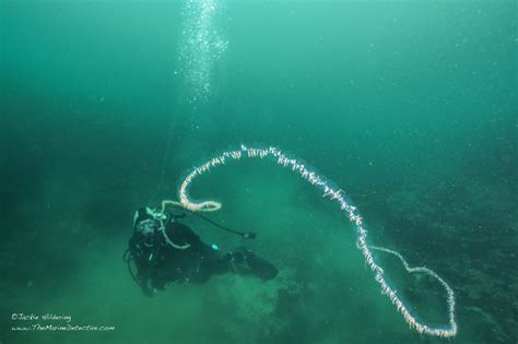 Giant Siphonophore (Praya species) | The Marine Detective