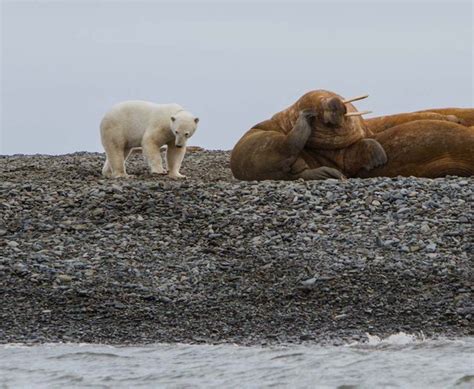 SHO: Wildlife Watching on the Taymyr Peninsula