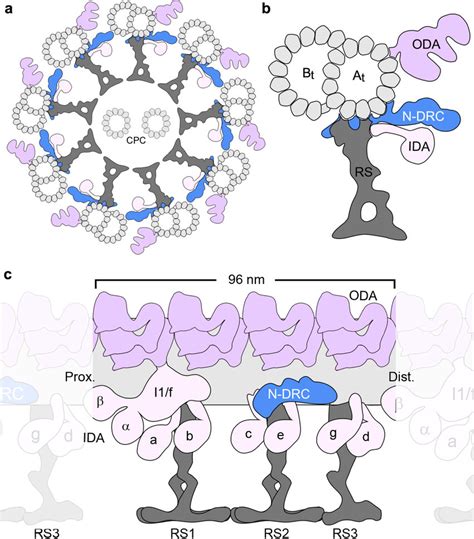 Schematic diagram of the axoneme structure (a-c) Diagrams of intact ...