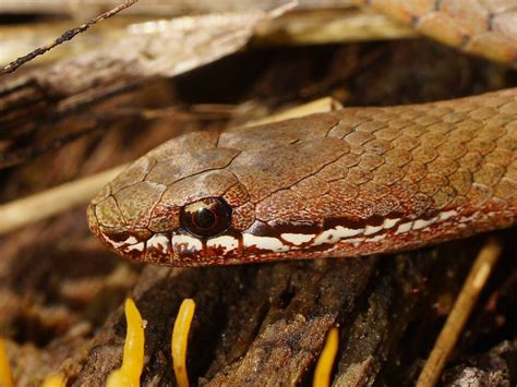 White-lipped Snake (Drysdalia coronoides) - Tomahawk, Tasmania