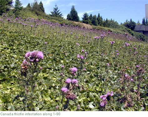 Creeping thistle (or Canada thistle) identification and control: Cirsium arvense - King County