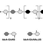 Proposed structure of heparan sulfate from the mollusc Anomantidae sp.... | Download Scientific ...